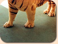 Sport Track System: Animal Compound